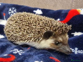 Pygmy Hedgehog rodents (F) A Pygmy Hedgehog + enclosure & accessories - Advert 3