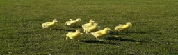 Geese poultry for sale: Friendly Large-Strain Embden Goslings - 2026 Hatch - Advert 6