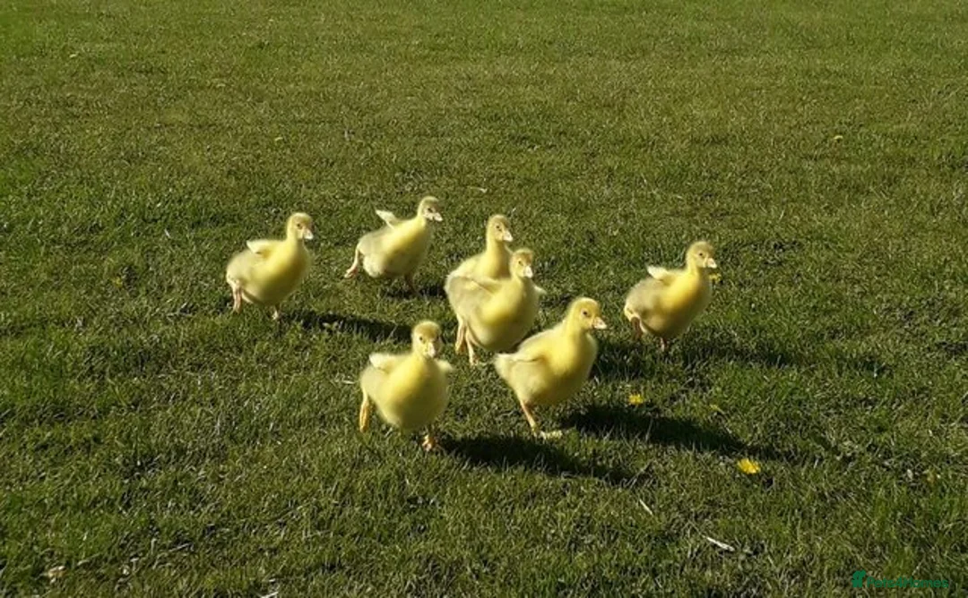 Geese poultry for sale: Friendly Large-Strain Embden Goslings - 2026 Hatch - Advert 6