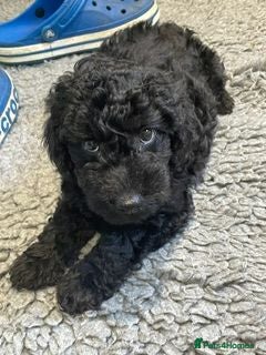 Labradoodle dogs F3 miniature labradoodle puppies reduced - Advert 1