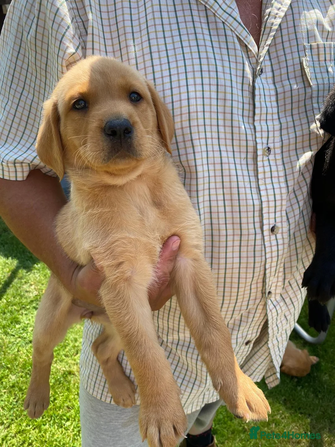 Labrador Retriever dogs for sale: Black and Fox red Labrador Puppies  - Advert 7