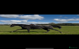 English Thoroughbred horses for sale: 12 year old 16.2hh gelding  - Image 5