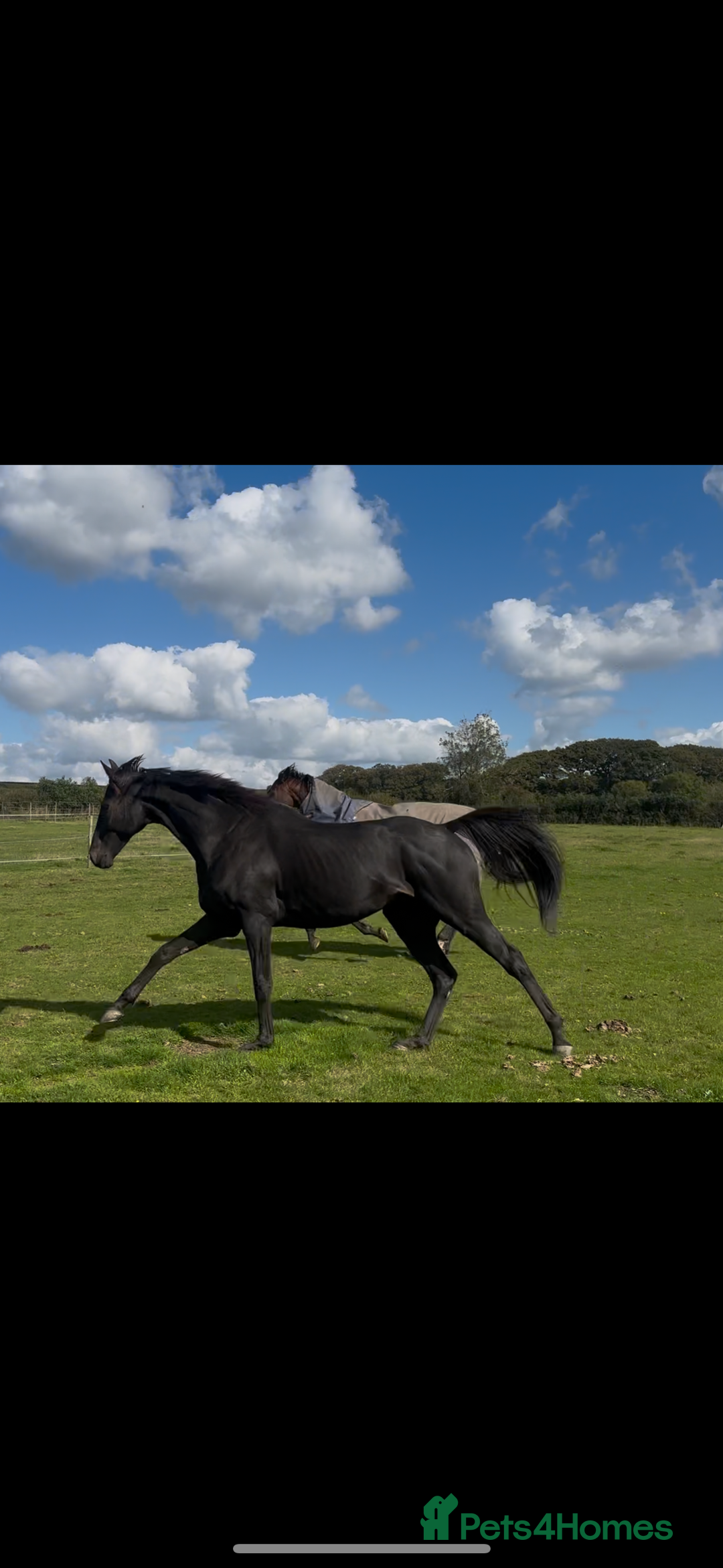English Thoroughbred horses for sale: 12 year old 16.2hh gelding  - Image 5