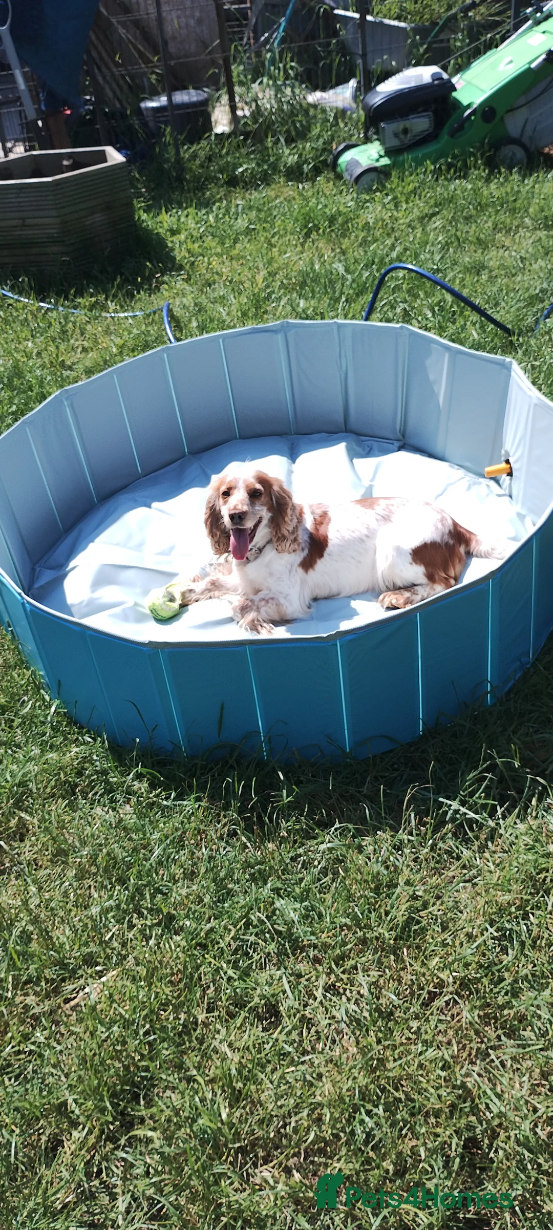 Cocker Spaniel dogs for sale: Cocker spaniel puppies  - Advert 1