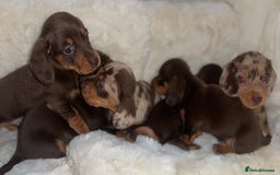 Miniature Dachshund dogs for sale: Miniature dachshund puppies - Image 3
