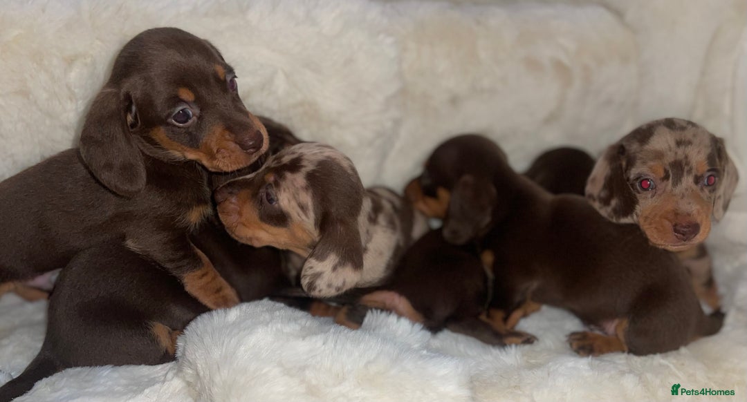 Miniature Dachshund dogs for sale: Miniature dachshund puppies - Image 3