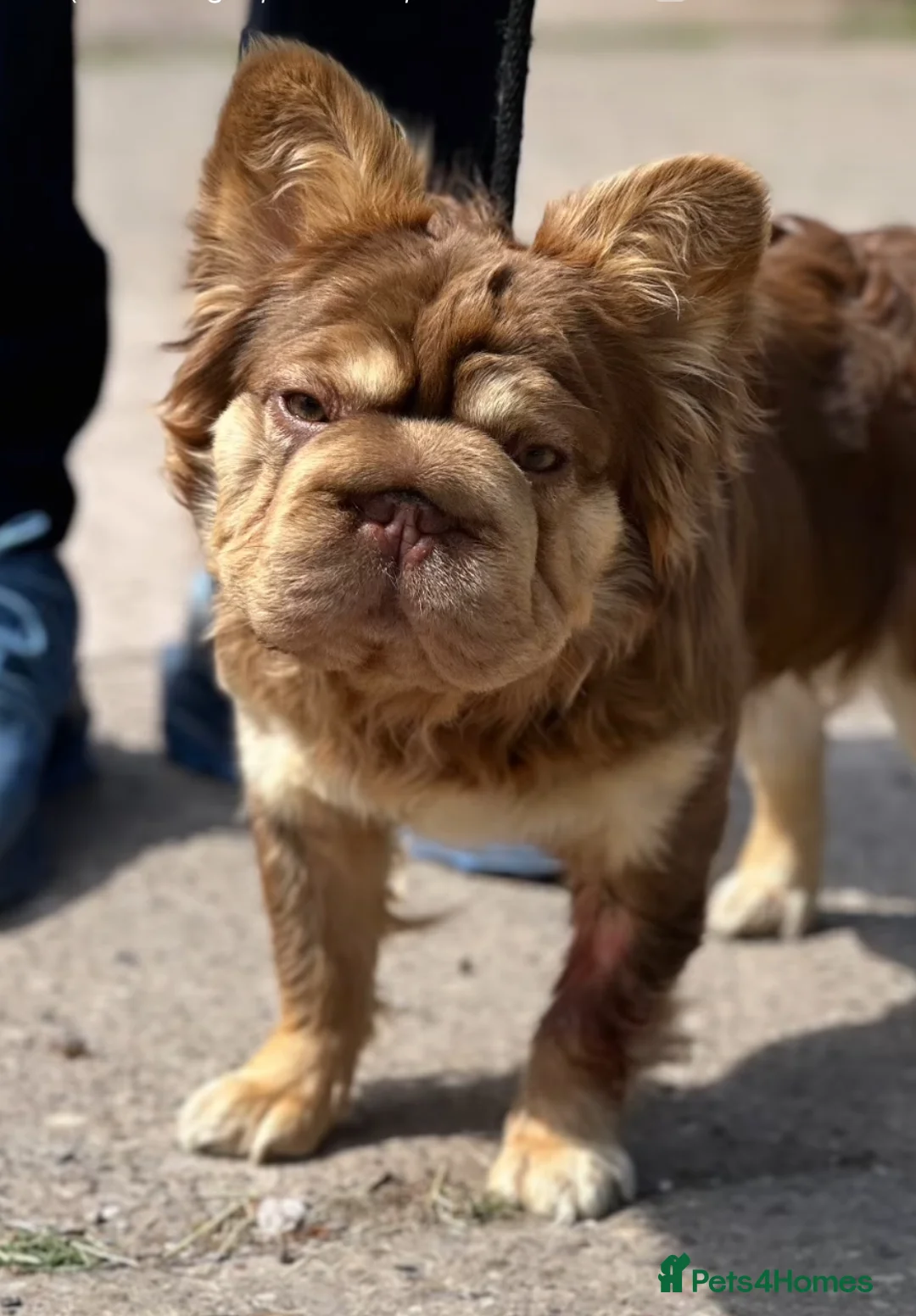 French Bulldog dogs for sale: Reduced!!!!! Our blue eyed boy Shadrack💙💙💙 - Advert 5