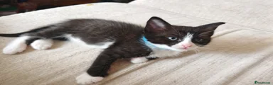 Ragdoll cross blue collar