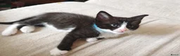 Ragdoll cats for sale: Ragdoll cross kittens - Advert 10