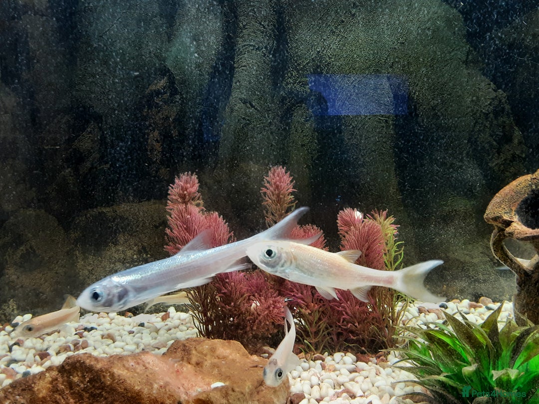 Goldfish fish for sale: Cold water fish for sale - Advert 7