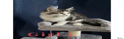 Maine Coon cats for sale: TICA EXCEPTIONAL GIANT & GENTLE MAINE COON KITTENS in Greenford - Advert 19