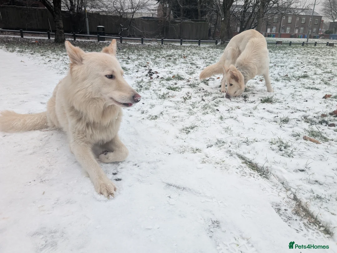 White Swiss Shepherd dogs for sale: WHITE shepherds. - Advert 3