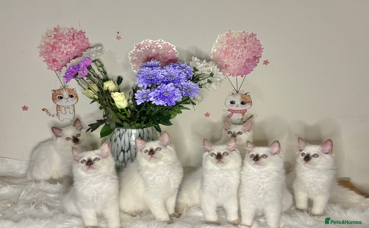 Ragdoll cats - Advert 12