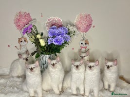 Ragdoll cats - Advert 16
