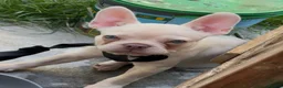 French Bulldog dogs for sale: 7 months old in Ipswich - Advert 3