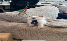 Ragdoll cats for sale: Beautiful 10-Week-Old Blue Point Ragdoll Kittens - Image 5