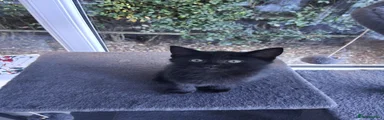 Smoocher Ghost tabby male 