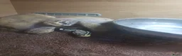 Python Snake reptiles for sale: Male hypo pastel royal python in Thetford - Advert 3