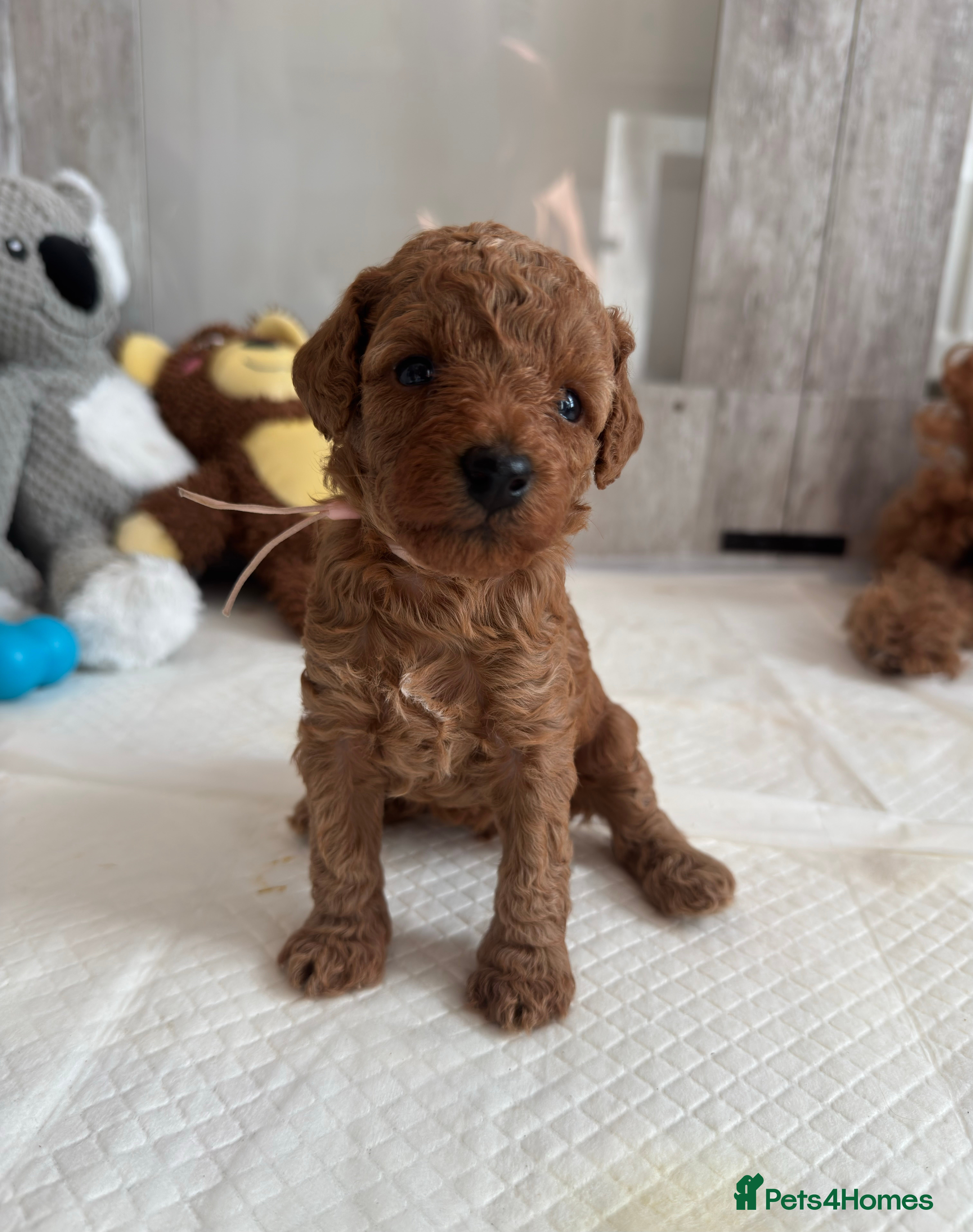 Toy Poodle dogs Girl available 🐶 Kennel Club Registered  - Advert 3