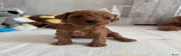 Toy Poodle dogs for sale: Puppies 🐶 Kennel Club Registered  - Advert 12