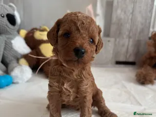 Toy Poodle dogs Girl available 🐶 Kennel Club Registered - Advert 3