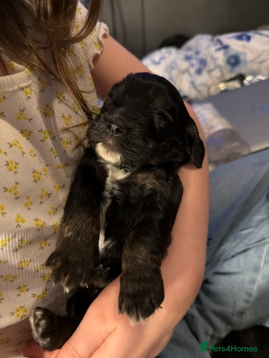 Cockapoo dogs for sale: Cocker spaniel puppies - Advert 23