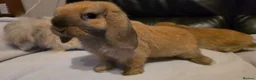 Mini Lop rabbits for sale: Mini lop x mini lion lop babies available now - Advert 3