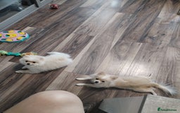 Pomeranian dogs for sale: Baby Teacup pomeranian boy  - Image 14