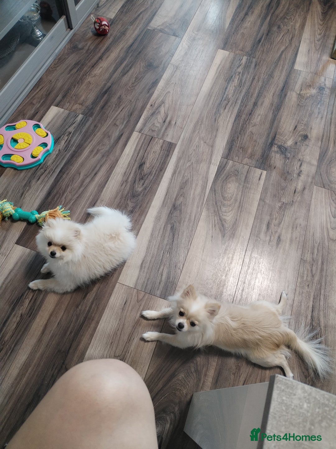 Pomeranian dogs for sale: Baby Teacup pomeranian boy  - Image 14
