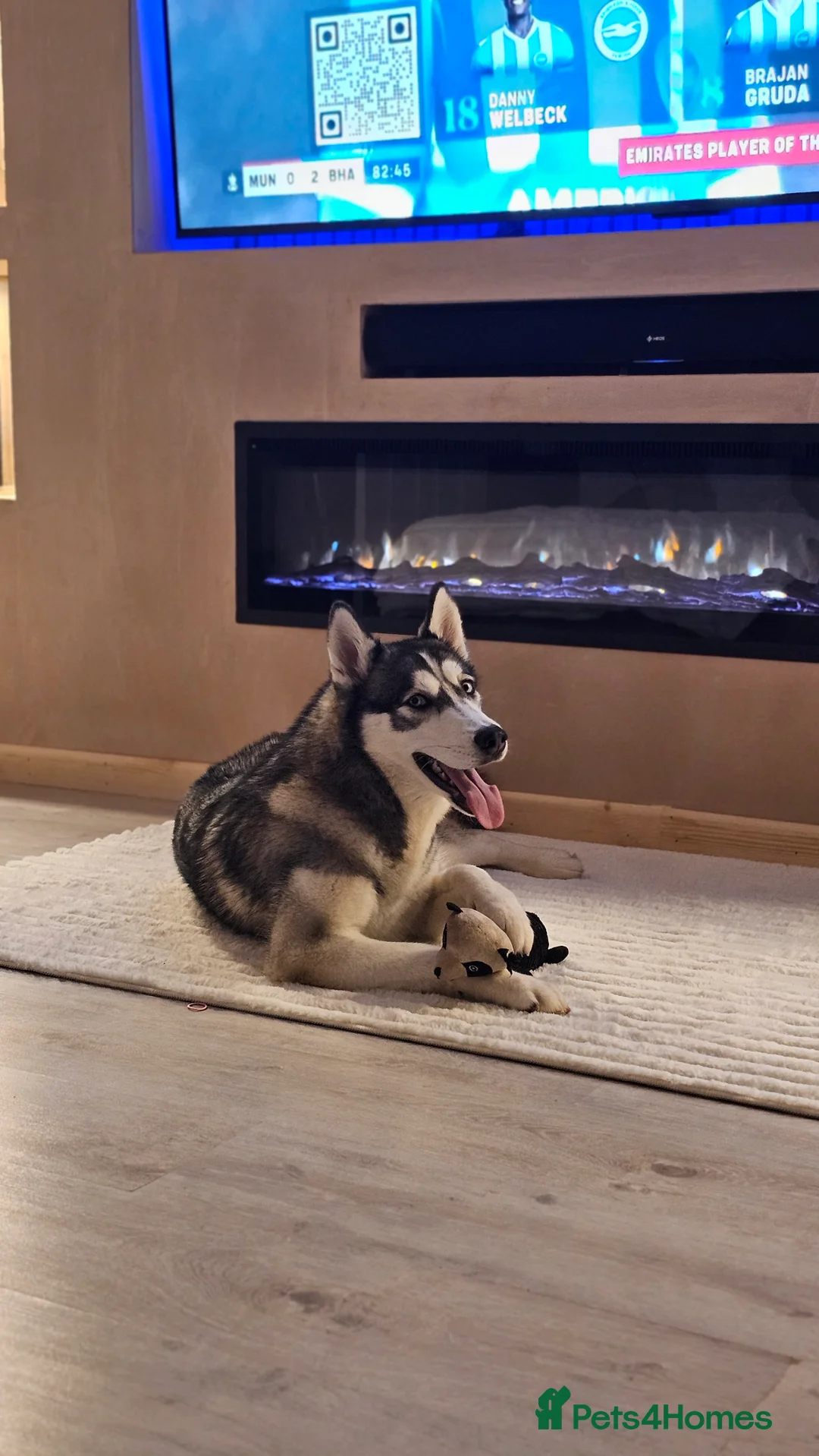 Siberian Husky dogs for sale: Siberian Husky 1 Year Old - Advert 2