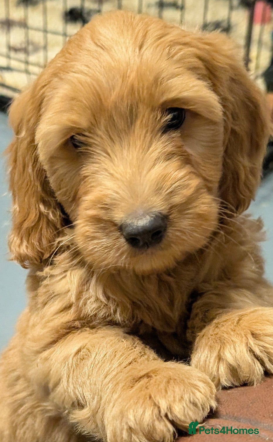 Cockapoo dogs Quality F1 Cockapoo puppies, Health tested parents - Advert 2