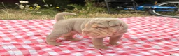 Shar Pei dogs for sale: QUALITY RARE lilac tan  puppy shar pei for sale  - Advert 25