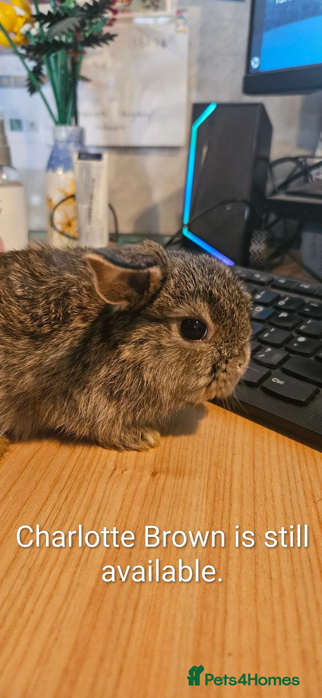 Mini Lop rabbits for sale: Baby Bunnies - very tame! - Advert 2
