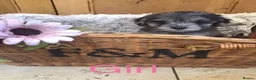 Jackapoo dogs for sale: Mr steven wilson - Advert 8