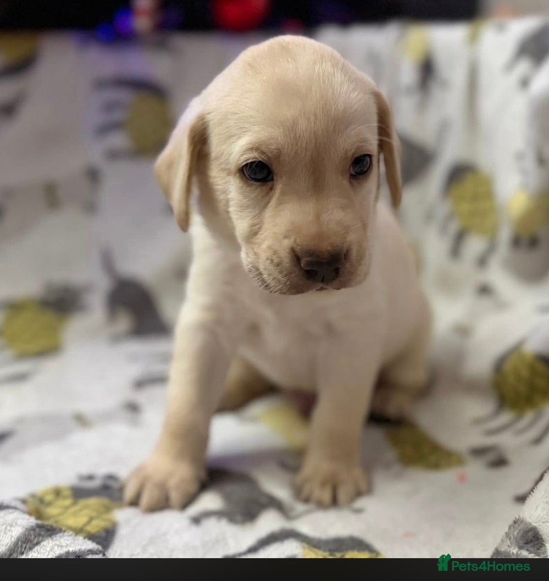 Labrador Retriever dogs for sale: Adorable Labrador Puppies–KC Registered - Advert 14