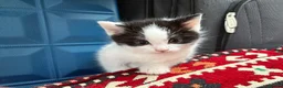 Mixed Breed cats for sale: Playful kittens  - Advert 7