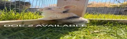 Mini Lop rabbits for sale: Mini lop baby bunnies in Wirral - Advert 8