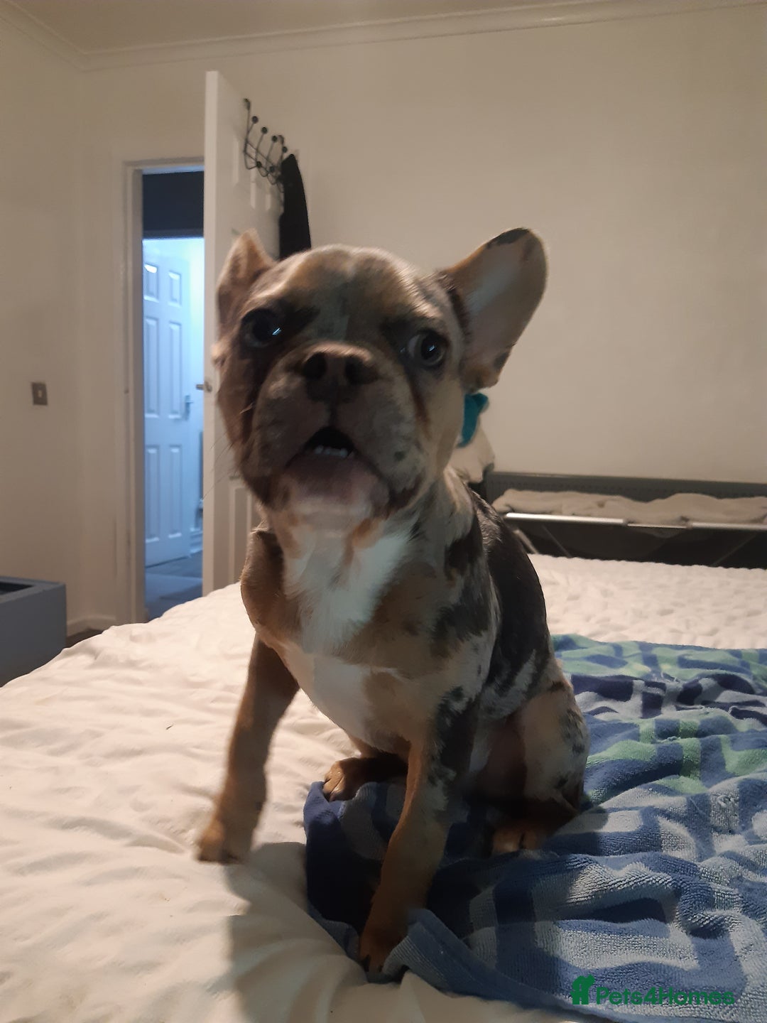 French Bulldog dogs for sale: Merle French Bulldog  - Advert 6