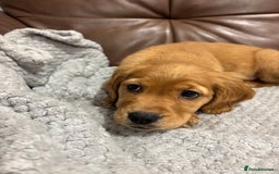 Cocker Spaniel dogs for sale: RED & BLACK COCKER SPANIEL PUPPIES READY NOW 🐶🧡  - Image 13
