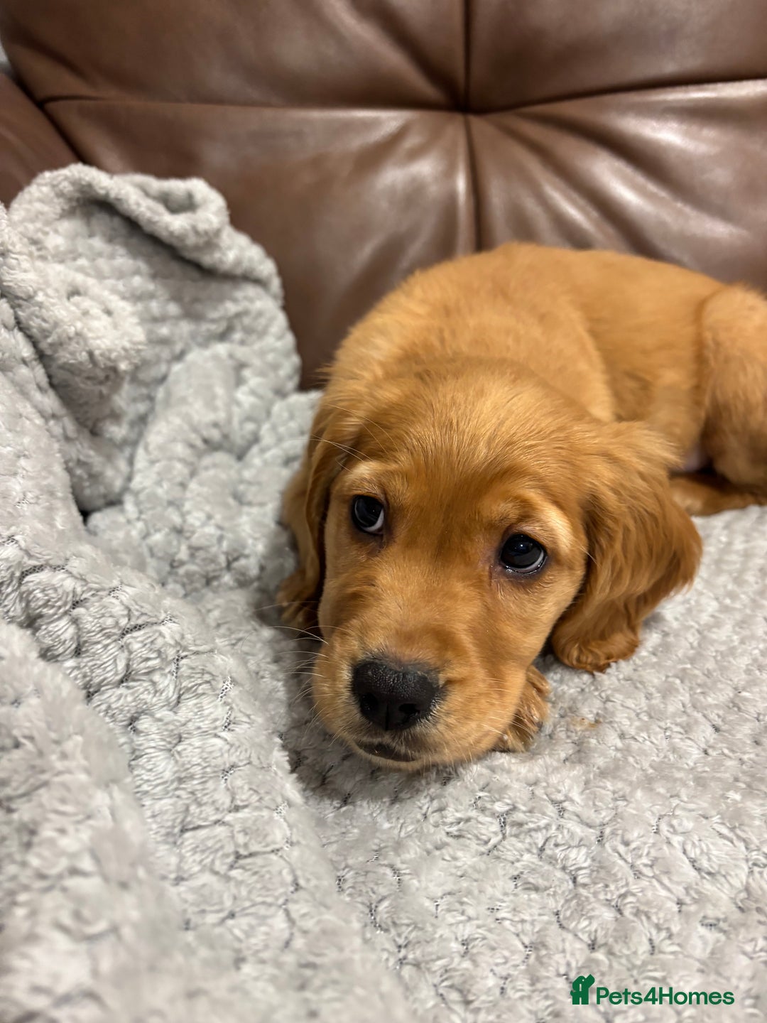 Cocker Spaniel dogs for sale: RED & BLACK COCKER SPANIEL PUPPIES READY NOW 🐶🧡  - Image 13