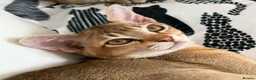 Burmese cats for sale: Magic and Basil are stunning Asian boys.  in Plymouth - Advert 3