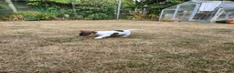 Jack Russell dogs for sale: 2 Gorgeous Jack Russell Males for sale - Advert 6