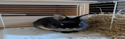 Netherland Dwarf rabbits for sale: Neutered male rabbit+ cage - Advert 8