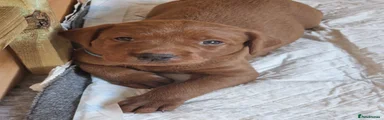 Labrador Retriever 1