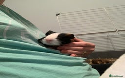Guinea Pig rodents for sale: Guinea pigs for sale - Image 5