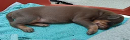Dobermann dogs for sale: Dobermann puppies - Advert 7