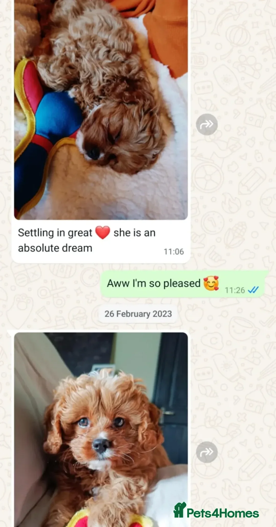 Cavapoo dogs for sale: 🥇Finest Quality Beautiful Deep Red Cavapoos 🥇 - Advert 31