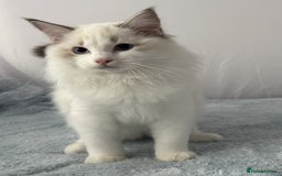 Ragdoll cats for sale: Playful Pedigree Ragdoll Kittens Available - Image 27
