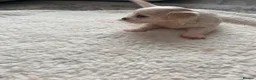 Maltese dogs for sale: Bichon Maltese  - Advert 3