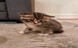 Mixed Breed cats for sale: 1/4 Persian, 1/4 Ragdoll kittens looking for home - Image 11